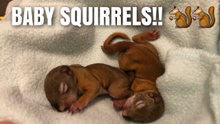 Baby squirrels || 3.5 WEEKS OLD (for cuteness only, please don’t follow these tips!)
