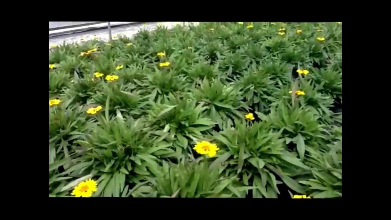 Best Flowering Perennials - Coreopsis Little Sundial - Tickseed