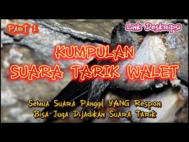 KUMPULAN SUARA TARIK WALET Part 1 class=