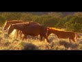 AMERICA ~A HORSE WITH NO NAME ~ Love Wild Horses®!
