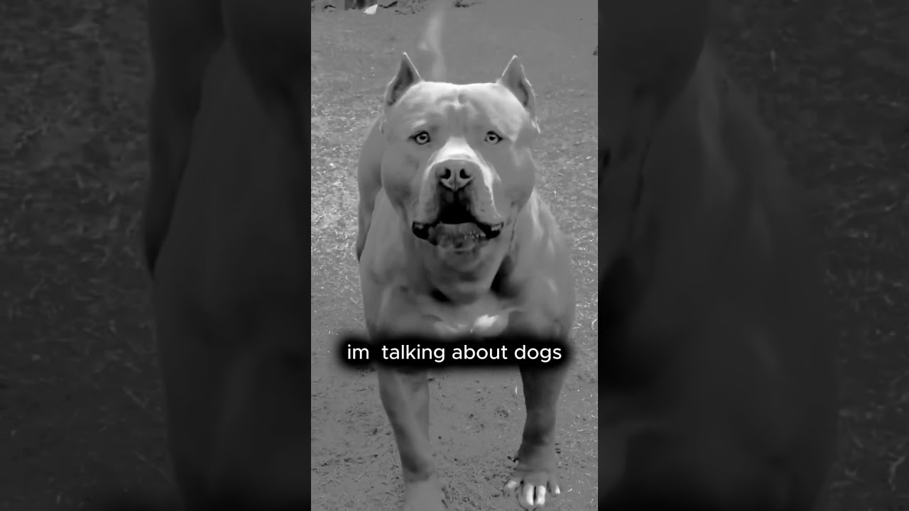 if ur dog starts barking at u 