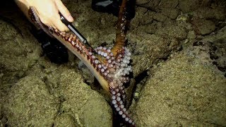 【真夜中の潮干狩り】海の魔物の吸盤攻撃で皮膚が...たこ焼きの刑に処す！