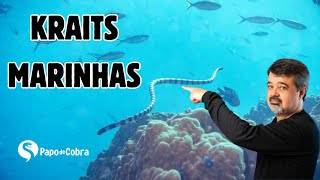 Kraits marinhas | Papo de Cobra