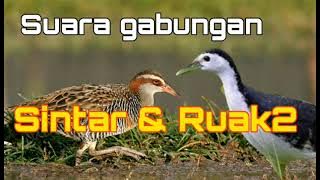 Suara pikat burung Campuran Sintar sawah dengan ruak-ruak