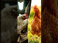 #shorts Why Vietnamese Free-Range Chicken Tastes Better Than Factory Chicken 🇻🇳🐔 #vietnam #ai #4k