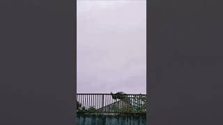 weather peaceful rain shorts natureart naturelife clouds ytshorts