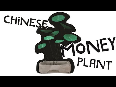 Video: Cây Kim Tiền Trung Quốc là gì - Tìm hiểu về cách chăm sóc cây Pilea