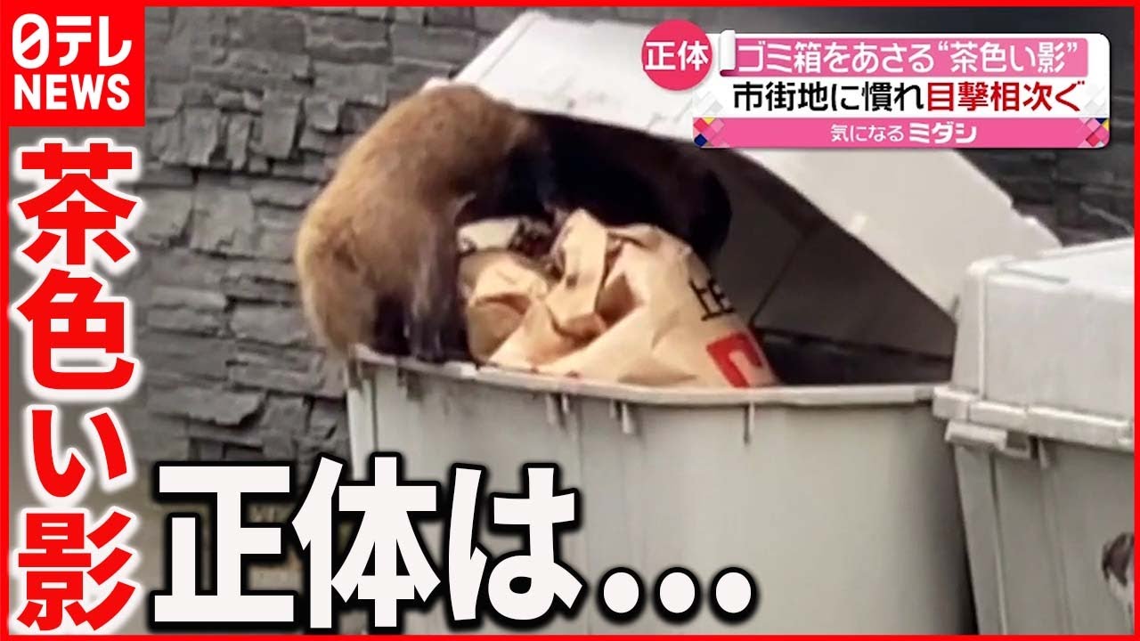 アナグマ 鹿児島の市街地 目撃相次ぐ Youtube