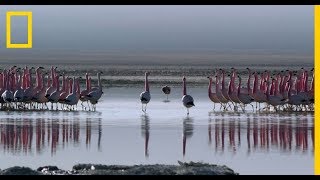 Flamingók násztánca | National Geographic