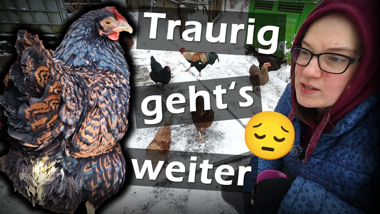 Ich wünschte, ich hätte bessere Nachrichten... 😔 #Hühner 136
