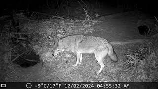 Coyotes and Gray Fox Can't Help But Roll