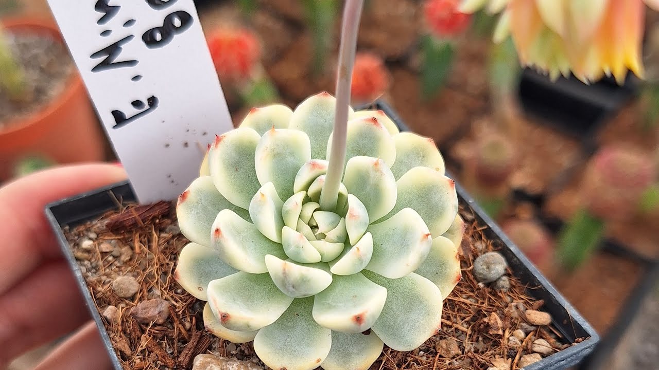 CATALOGO SUCULENTAS Y CACTUS VENTA JULIO CON NOMBRES MAS DE 300 VARIEDADES