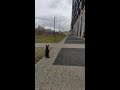 Russian toy terrier meets vagabond dog #shorts の動画、YouTube動画。