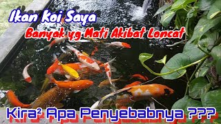 Reasons Why Koi Fish Jump Out of the Pond