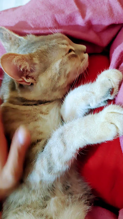 #catshorts #cats #edms #cat #cuteanimal #cutecat #funny #colonelkkjϟ #catcute