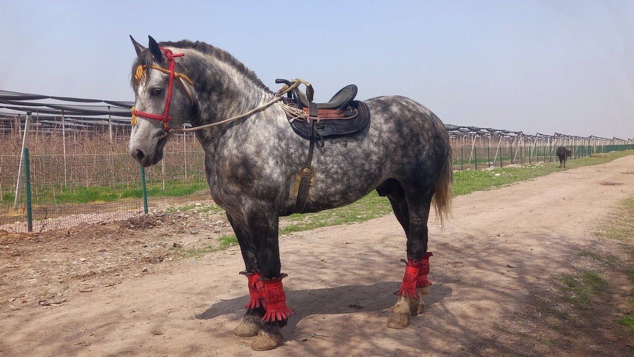 Boysun sotiladi 2022! Ramazon muborak!Toshkent viloyatida ot