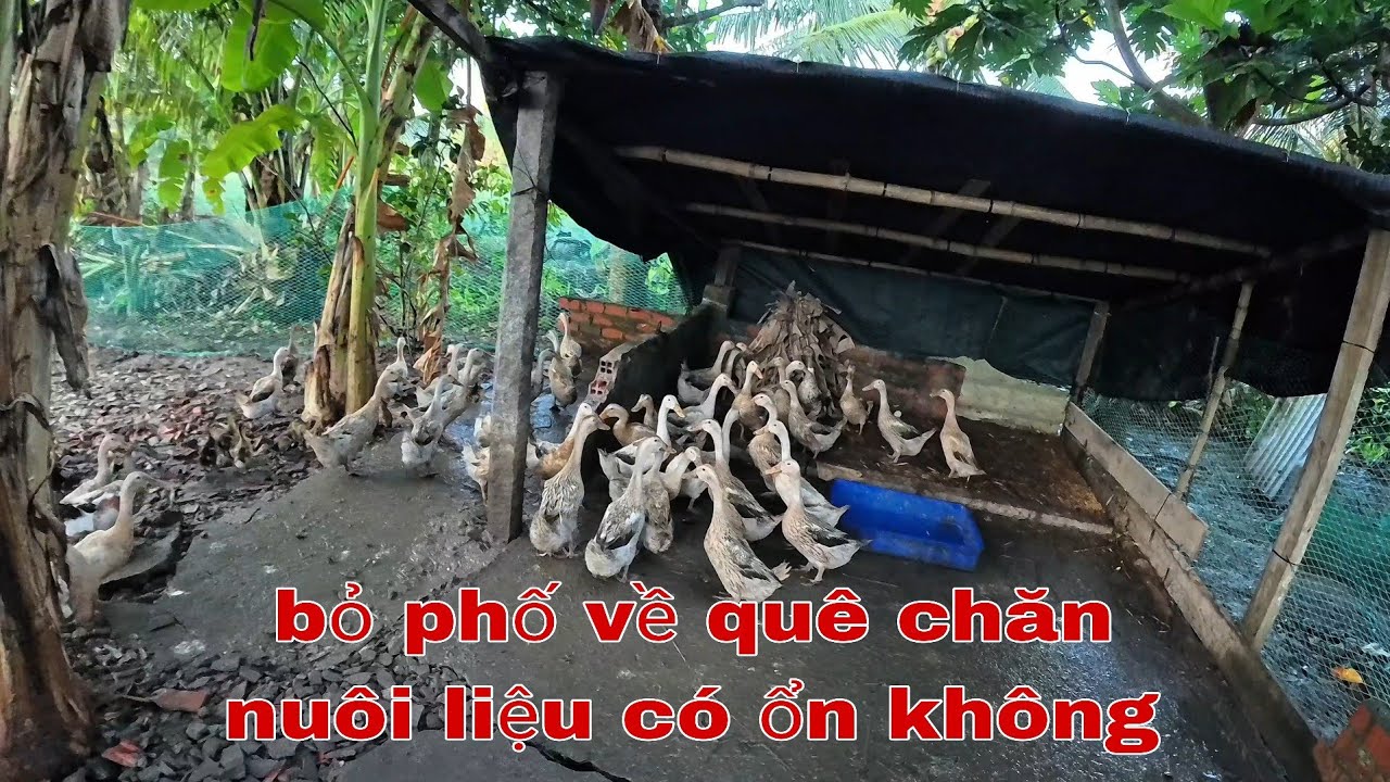 Cuộc sống miền quê yên bình và giãn dị