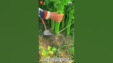 Underleaf Celery Harvester: Precision Cutting #smartfarming #innovativefarming