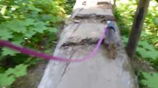 Fearless Dachshund Hiking a Log Bridge