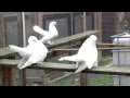 Sibirische Positurtümmler Oмские Статные голуби 2014
