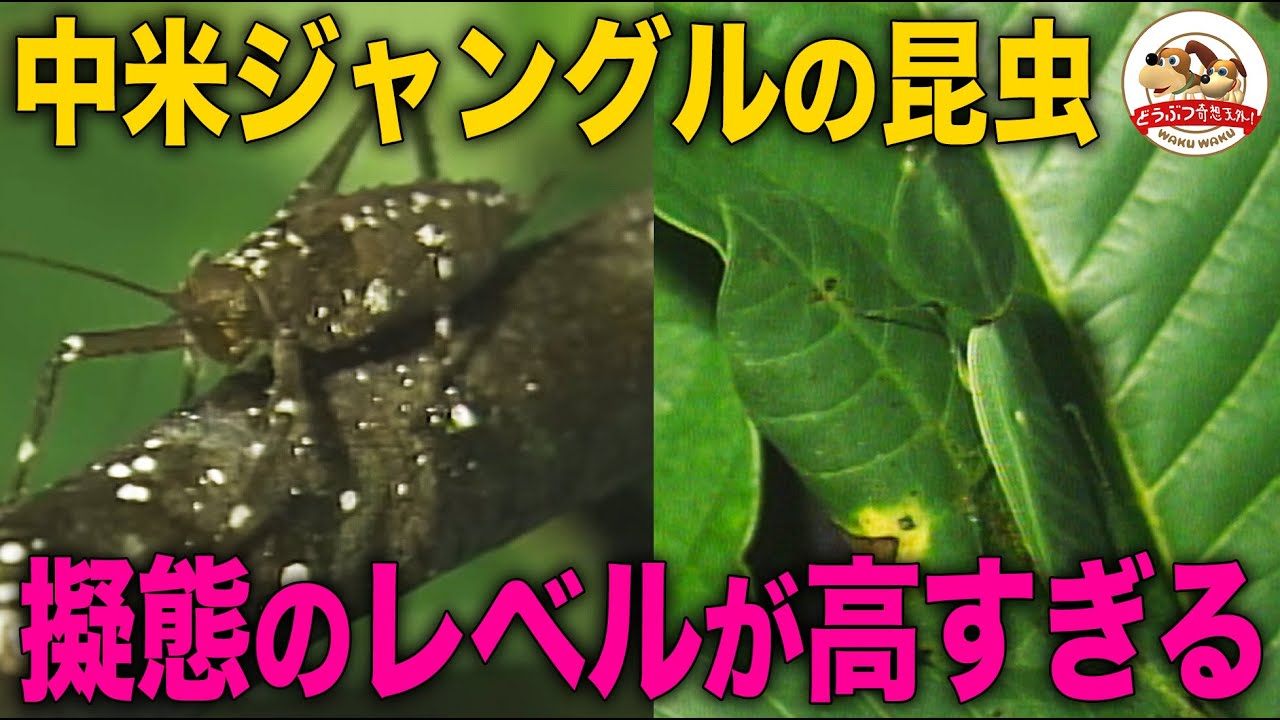 水牛のようなツノをもつゴミダマ【標本】 Invisible Insects] Incredible 