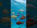 Fishes Swimming Together In Nature For Calm, Peace, Sleep &amp; Anxiety