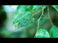 Delta Wave Sleep Piano - Deep Forest View with Slow Keys for Brainwave Healing State