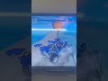 I won in BB Racing