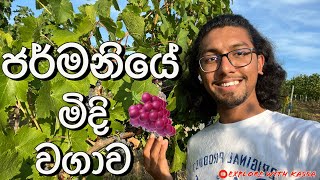 German මිදි වත්තක් | Explore with Kassa