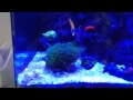 Torch Coral - Euphylia Glabrescens