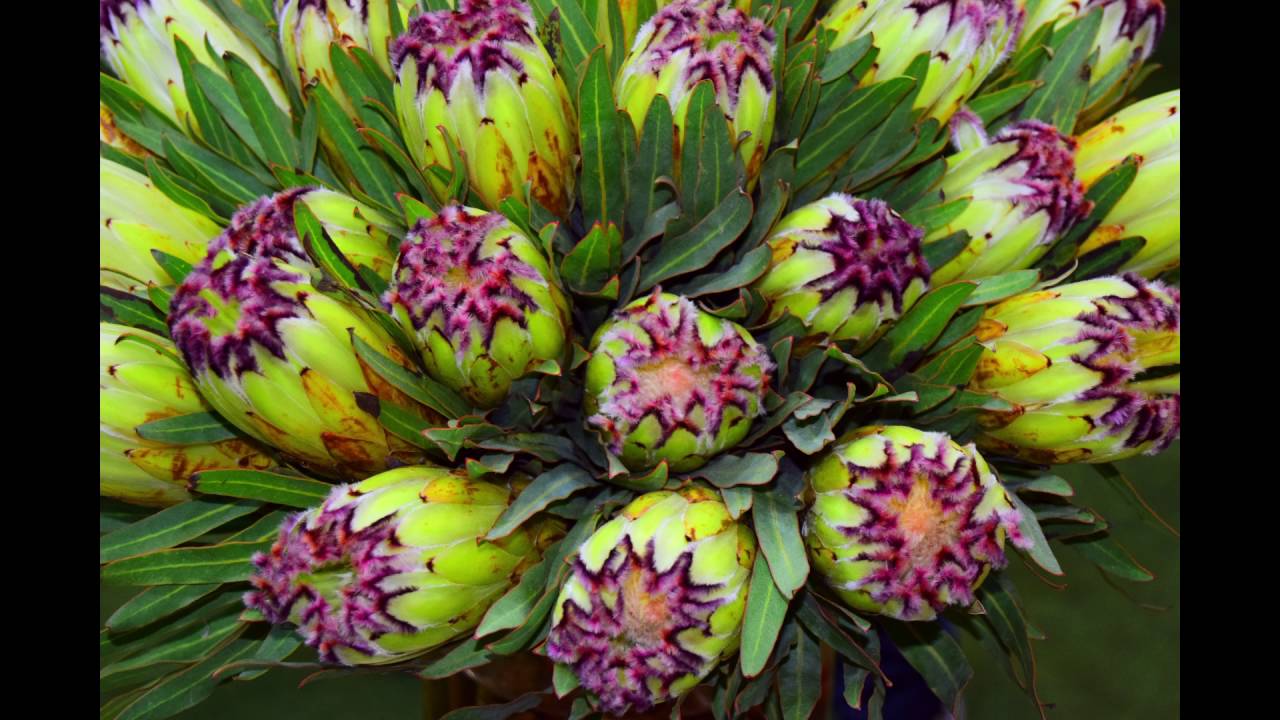 Indoor Exhibition 2016: International Horticulture Goyang Korea (고양 국제꽃박람회)