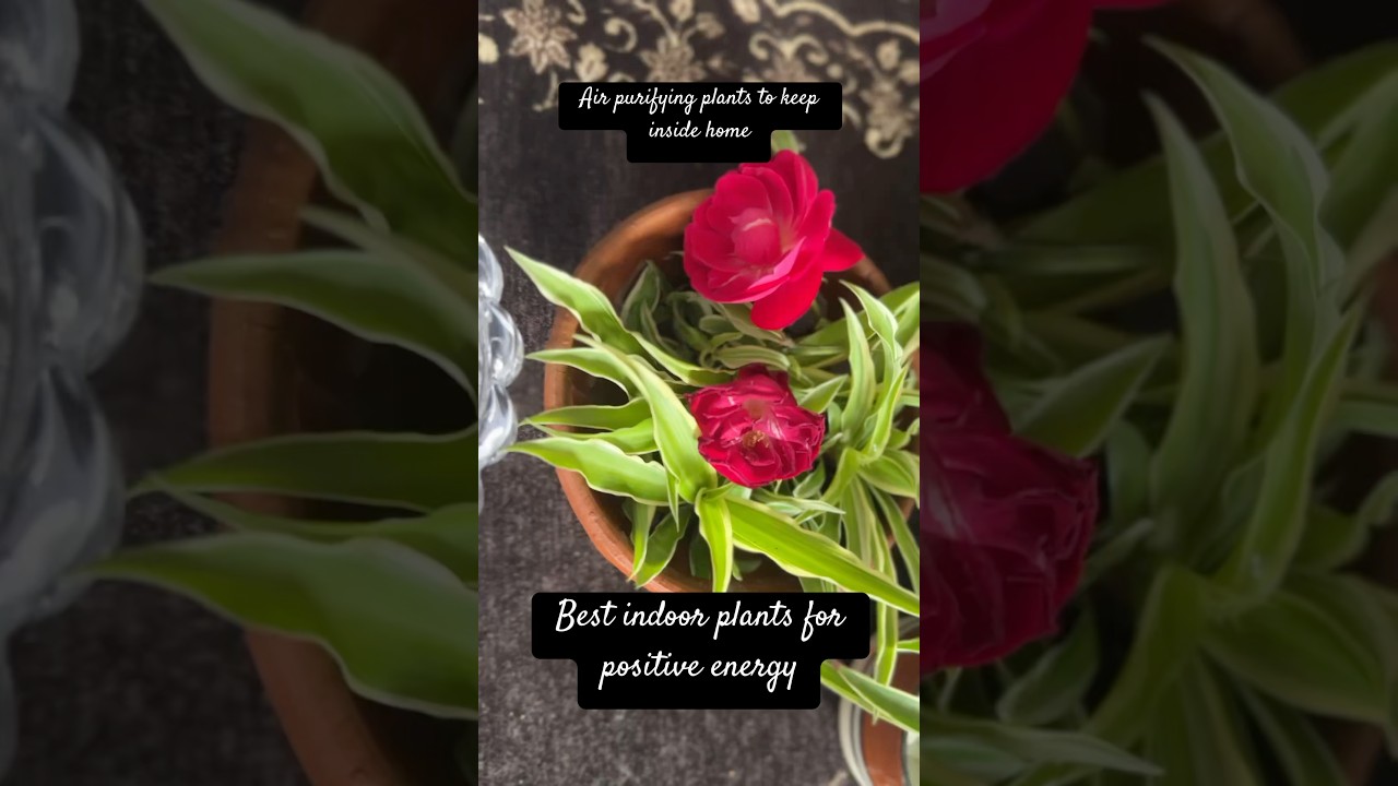 Air purifying plants | positive energy 