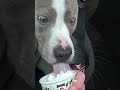 Dog loses all chill when offered whipped cream #Shorts
