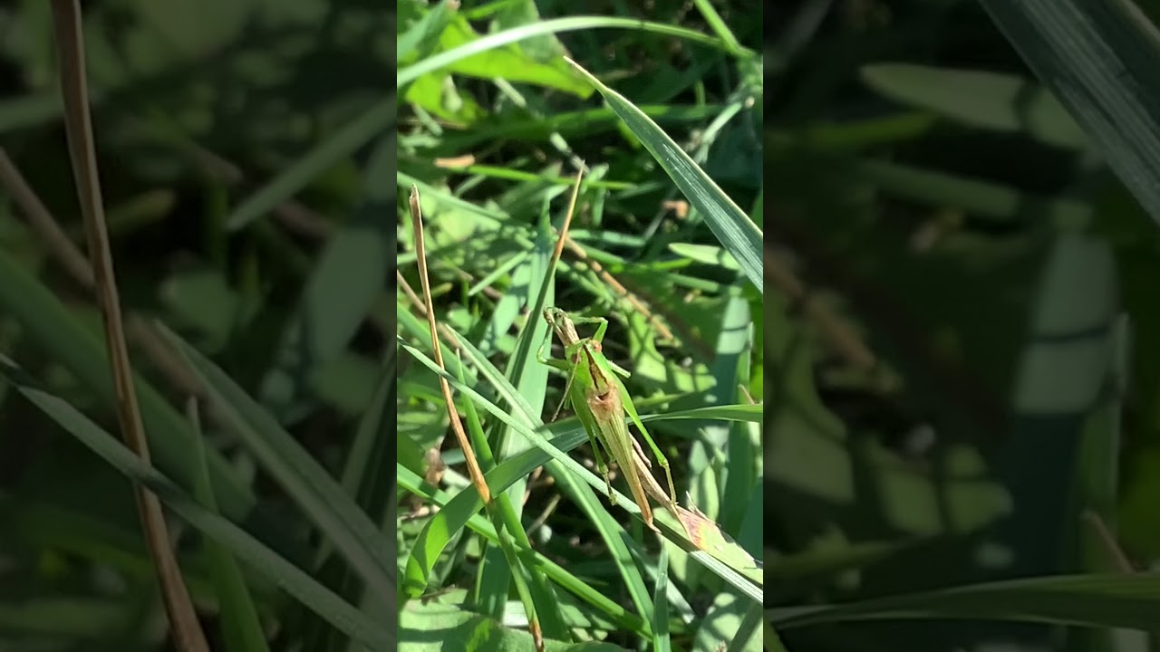 Slender meadow katydid