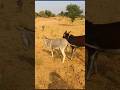 donkeyvideo #donkeykong #mariovsdonkeykong#animals #funny #animaljoke #donkey #animalhumor