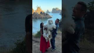 fun-sized polar bears that will instantly make your day better! #polarbearsinternational #samoyed