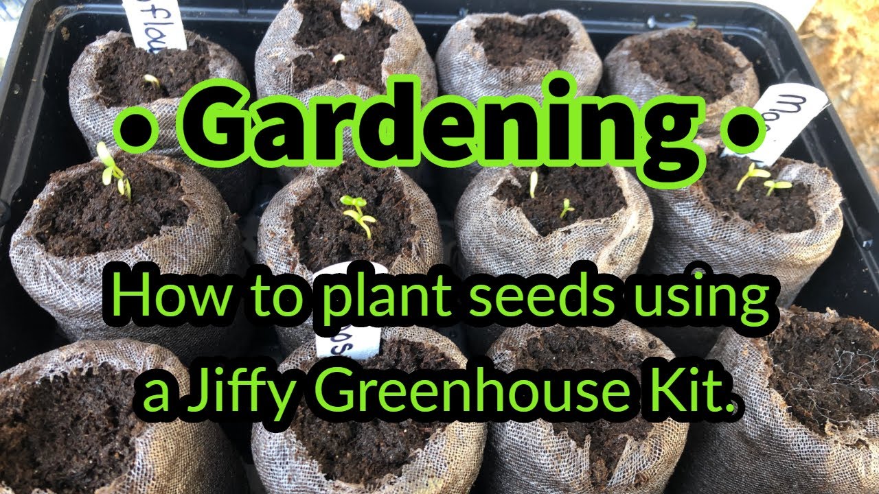 How to plant flowers in a Jiffy Greenhouse Kit YouTube