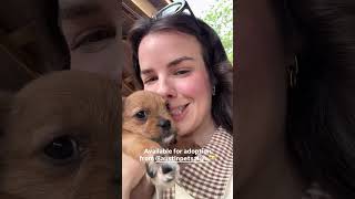 Adorable Puppy Looking for a Forever Home 🐶❤️ (Available for Adoption) #fosterdog #adoptstrays