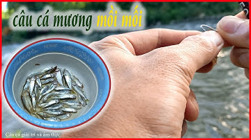 Câu Cá Mương Bằng Mối | Câu Cá Suối | Câu Cá Giải Trí Và Ẩm Thực