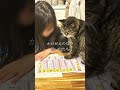 【たった数ヶ月】でも“家族”だった。飼い主と別れた猫の短くも温かい最期の記憶 #保護猫 #猫