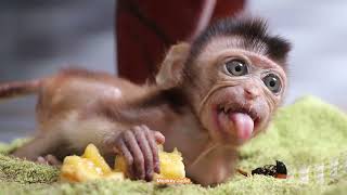 Yummy Adorable Baby Monkey Ting Ting Like Eating Sweet Banana