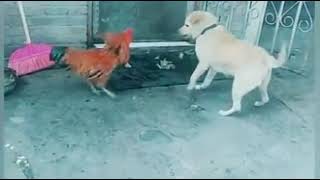 Chicken VS Dog Fight     Funny Dog Fight Videos by Pet lovers 4 views 3 years ago 1 minute, 57 seconds