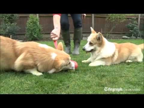 Video: Šunys puošia karalienės deimantų jubiliejus