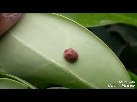 Video: What is the name of the red beetle with black dots?