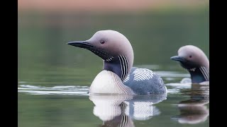 Чернозобая Гагара / Gavia arctica / Black throated loon