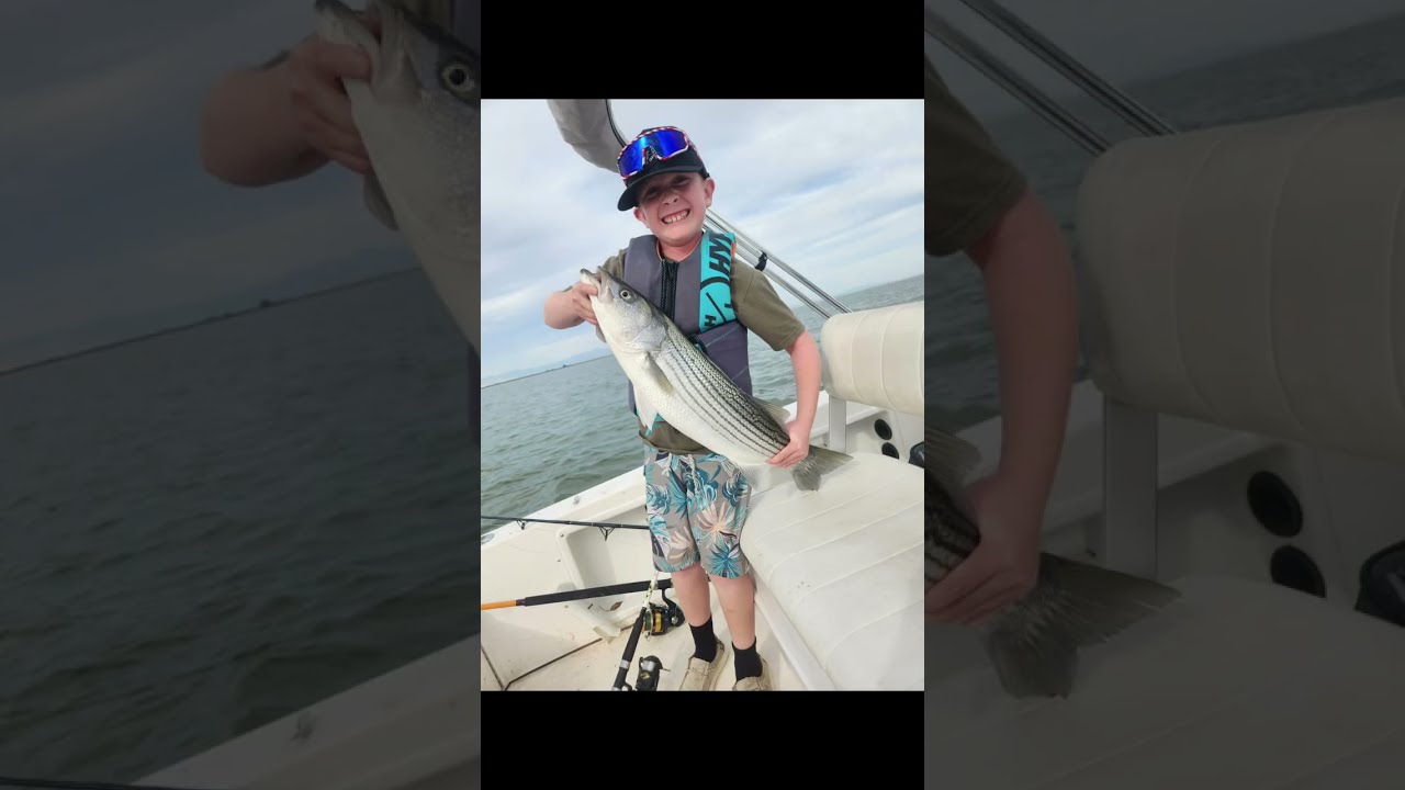 Ловля полосатого окуня в дельте реки Хоакин с использованием живой синежаберной рыбы, 🎣