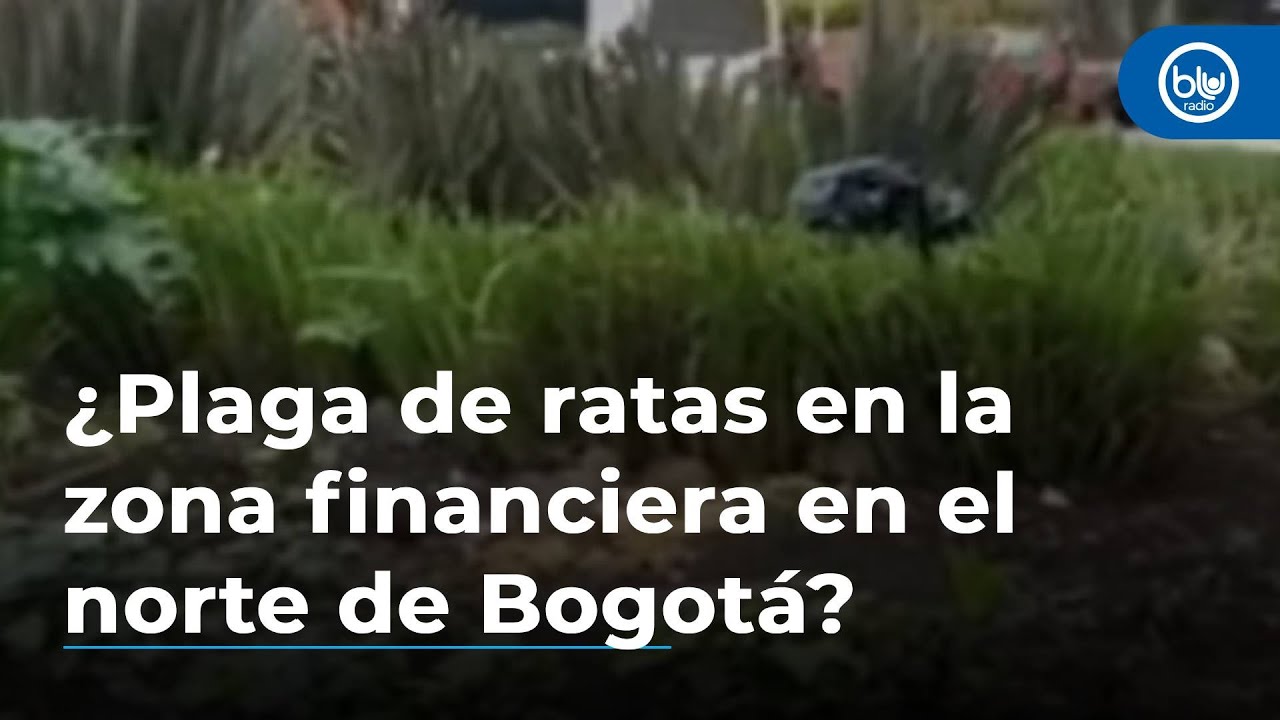 ¿Plaga de ratas en la zona financiera en el norte de Bogotá ...