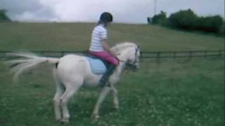 Barney- Flatwork Summer!