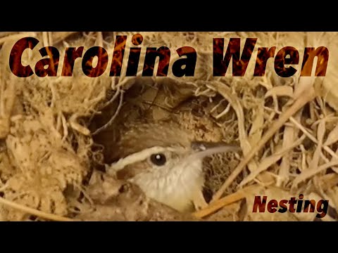 Carolina Wrens Building