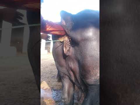 Sample Collection from Uterus of a Buffalo with Endometritis II  Dr. Muzzammil